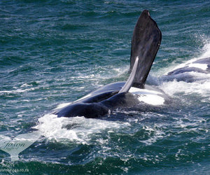 2015 Whale Viewing Season Starts June
